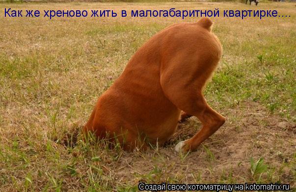 Котоматрица: Как же хреново жить в малогабаритной квартирке....