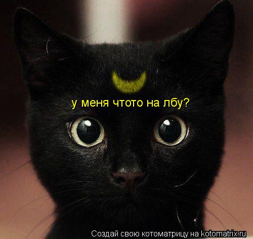 Котоматрица: у меня чтото на лбу?