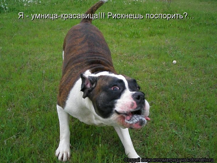 Котоматрица: Я - умница-красавица!!! Рискнешь поспорить?...