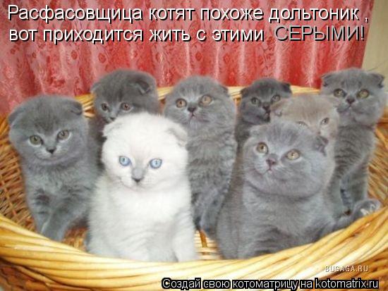 Котоматрица: Расфасовщица котят похоже дольтоник , вот приходится жить с этими  СЕРЫМИ!