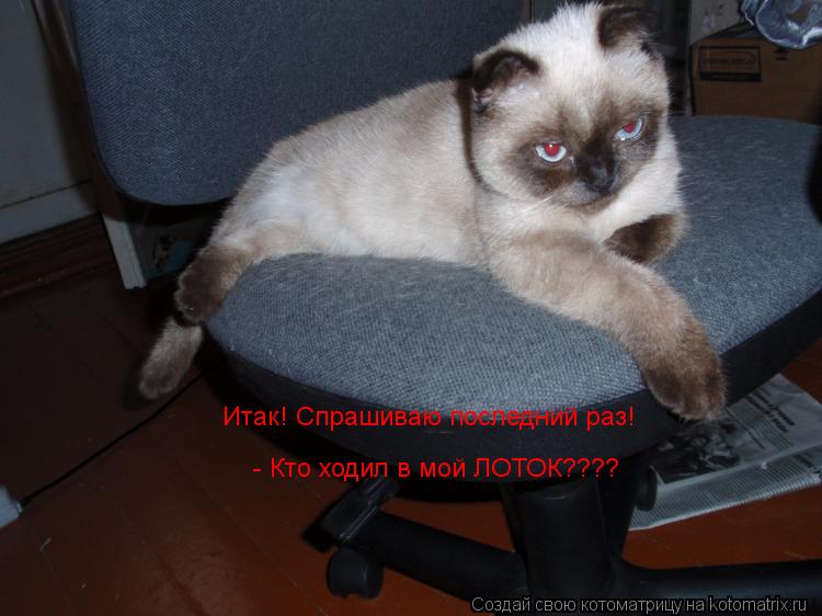 Котоматрица: Итак! Спрашиваю последний раз!  - Кто ходил в мой ЛОТОК????