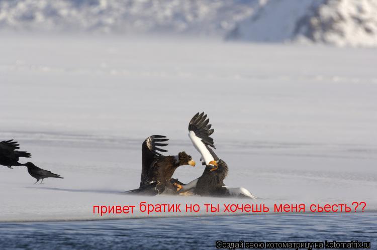Котоматрица: привет  братик но ты хочешь меня сьесть??