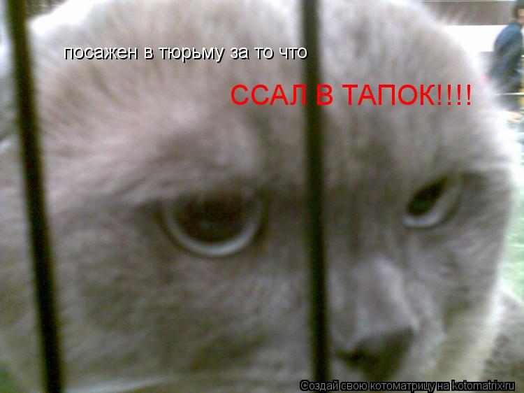 Котоматрица: посажен в тюрьму за то что ССАЛ В ТАПОК!!!!