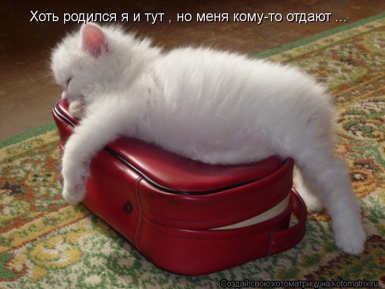 Котоматрица: Хоть родился я и тут , но меня кому-то отдают ...