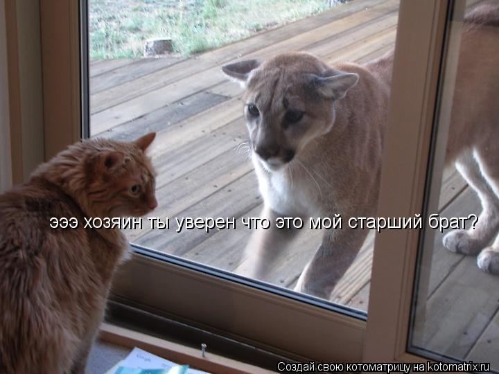 Котоматрица: эээ хозяин ты уверен что это мой старший брат?