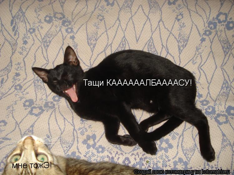 Котоматрица: Тащи КААААААЛБААААСУ! мне тожЭ!