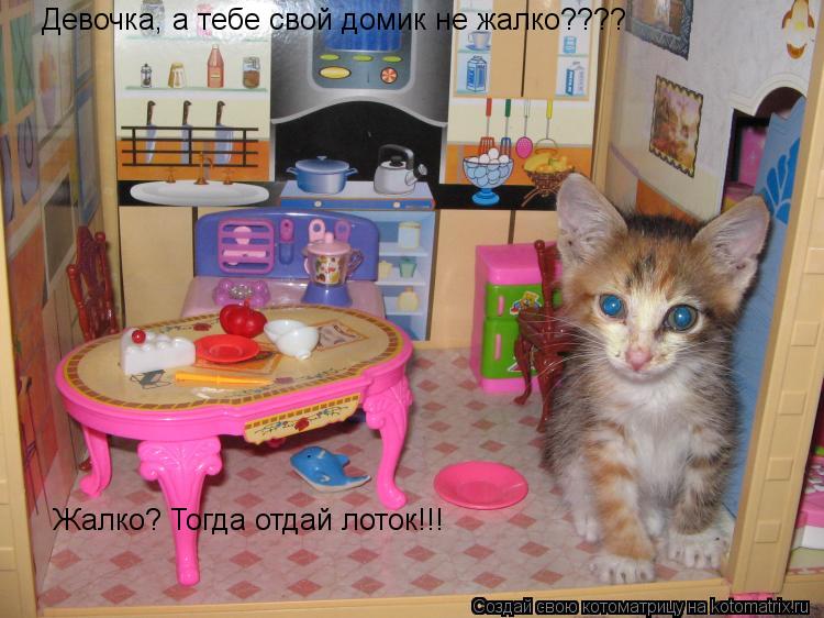 Котоматрица: Девочка, а тебе свой домик не жалко???? Жалко? Тогда отдай лоток!!!