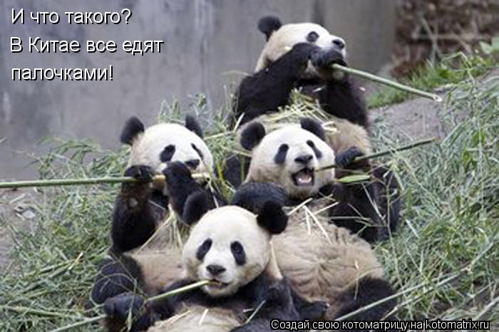 Котоматрица: И что такого? В Китае все едят палочками!