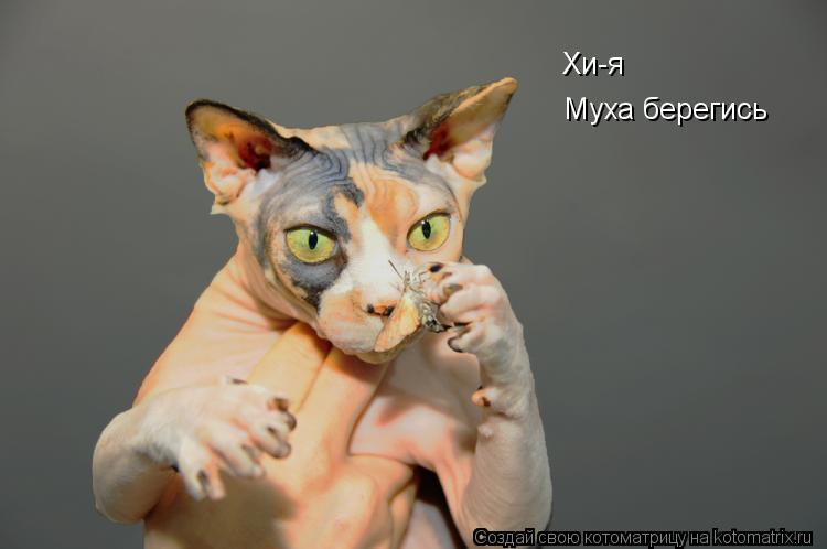 Котоматрица: Хи-я  Муха берегись