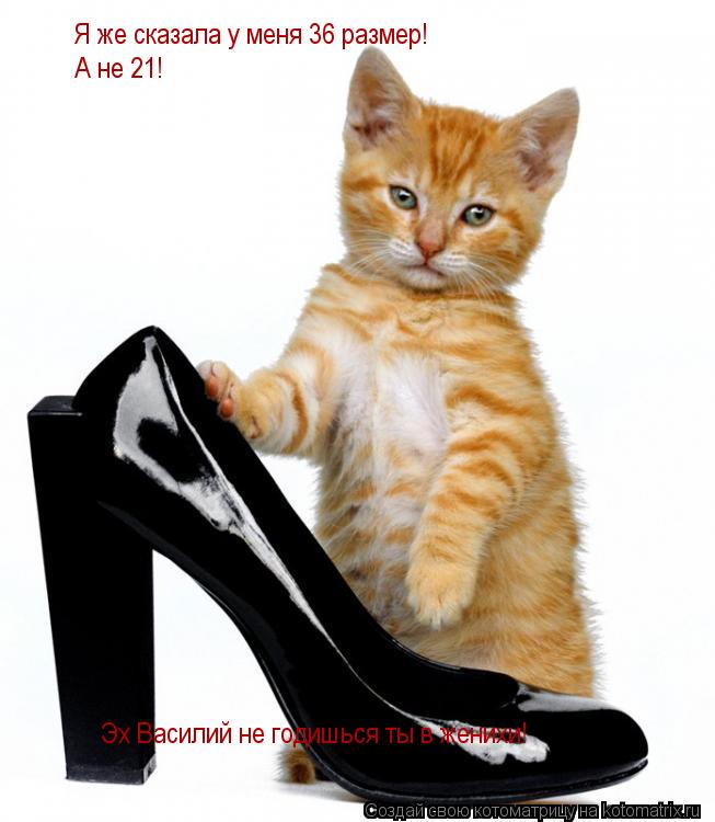 Котоматрица: Я же сказала у меня 36 размер! А не 21! Эх Василий не годишься ты в женихи!