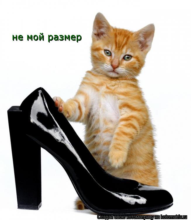 Котоматрица: не мой размер