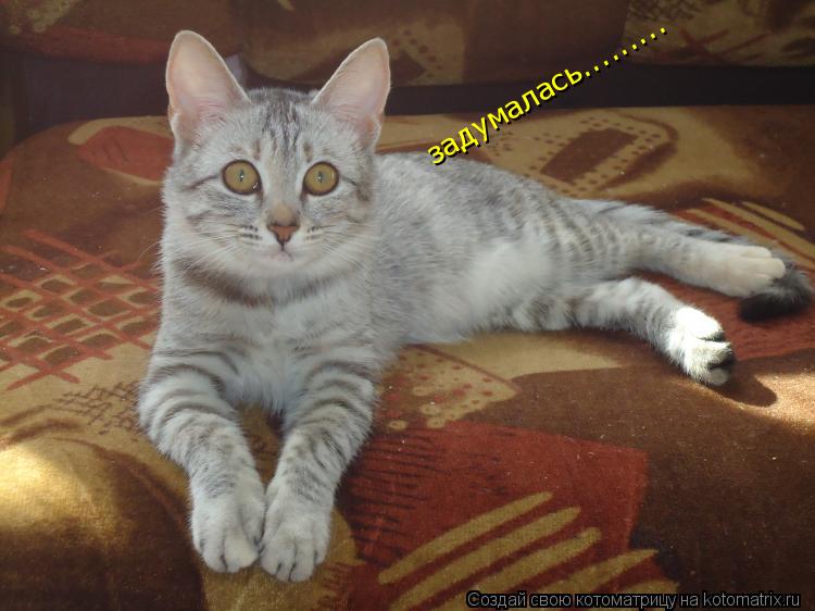 Котоматрица: задумалась.........