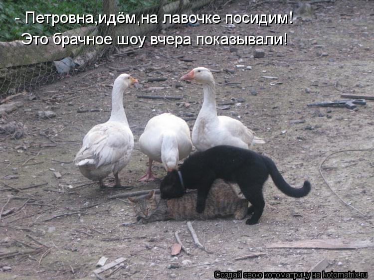 Котоматрица: - Петровна,идём,на лавочке посидим! Это брачное шоу вчера показывали!