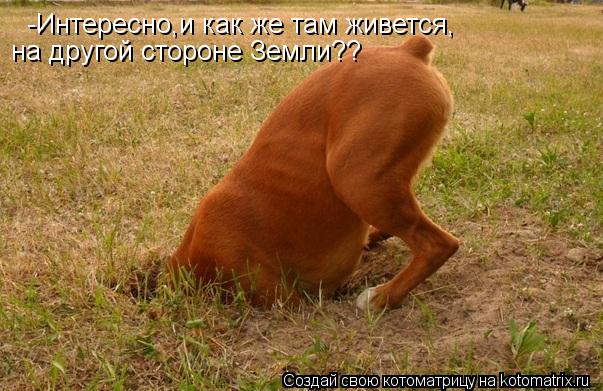 Котоматрица: -Интересно,и как же там живется, на другой стороне Земли??