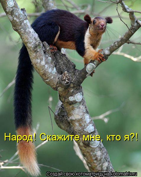 Котоматрица: Народ! Скажите мне, кто я?!