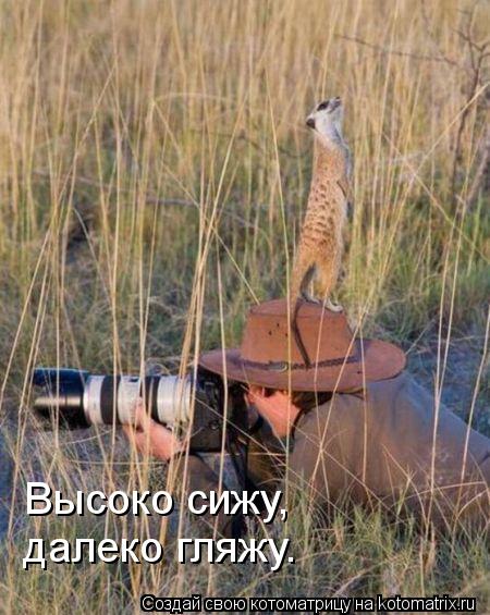 Котоматрица: Высоко сижу, далеко гляжу.