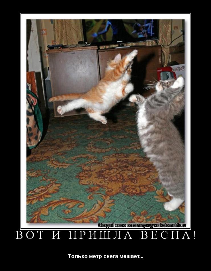 Вот и пришла весна! Только метр снега мешает...... Котоматрица: Вот и пришла весна! Только метр снега мешает...
