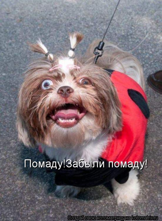 Котоматрица: Помаду!Забыли помаду!