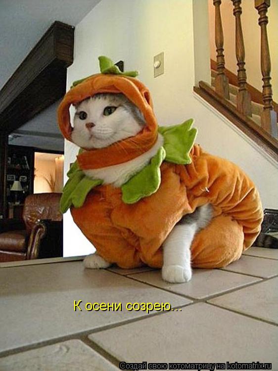 Котоматрица: К осени созрею...