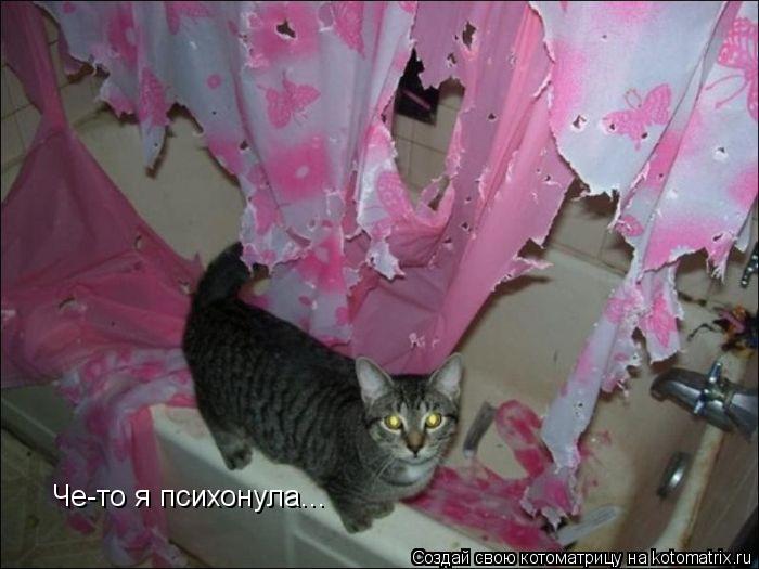 Котоматрица: Че-то я психонула...