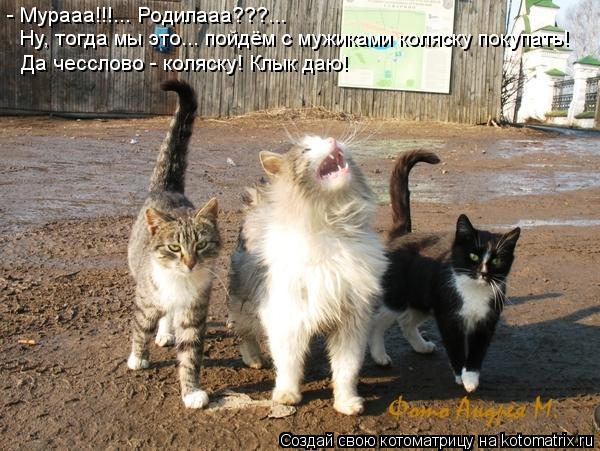 - Мурааа!!!... Родилааа???... Ну, тогда мы это... пойдём с мужиками коляску покупать! Да чесслово - к... Котоматрица: - Мурааа!!!... Родилааа???... Ну, тогда мы это... пойдём с мужиками коляску покупать! Да чесслово - коляску! Клык даю!