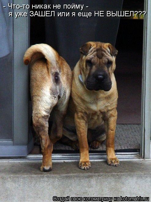 - Что-то никак не пойму - я уже ЗАШЕЛ или я еще НЕ ВЫШЕЛ???... Котоматрица: - Что-то никак не пойму - я уже ЗАШЕЛ или я еще НЕ ВЫШЕЛ???