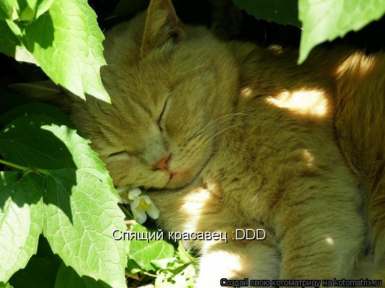 Котоматрица: Спящий красавец :DDD