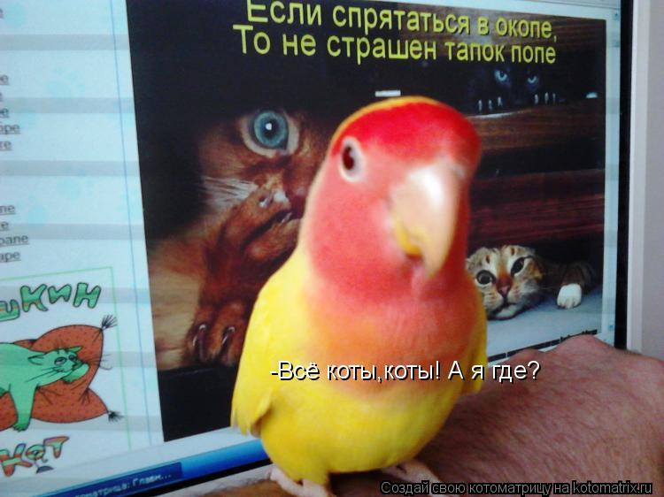 Котоматрица: -Всё коты,коты! А я где?