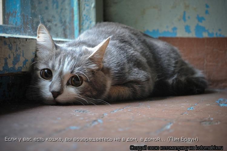 Котоматрица: Если у вас есть кошка, вы возвращаетесь не в дом, а домой... (Пэм Браун)