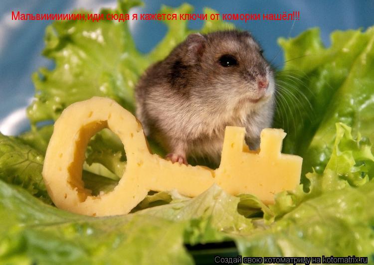 Котоматрица: Мальвииииииин,иди сюда я кажется ключи от коморки нашёл!!!