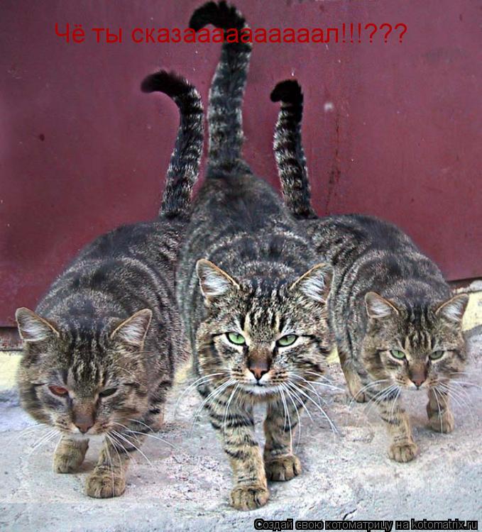 Котоматрица: Чё ты сказаааааааааал!!!???
