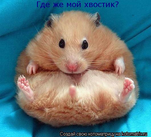 Котоматрица: Где же мой хвостик?