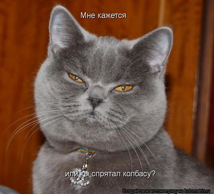 Котоматрица: Мне кажется  или ты спрятал колбасу?