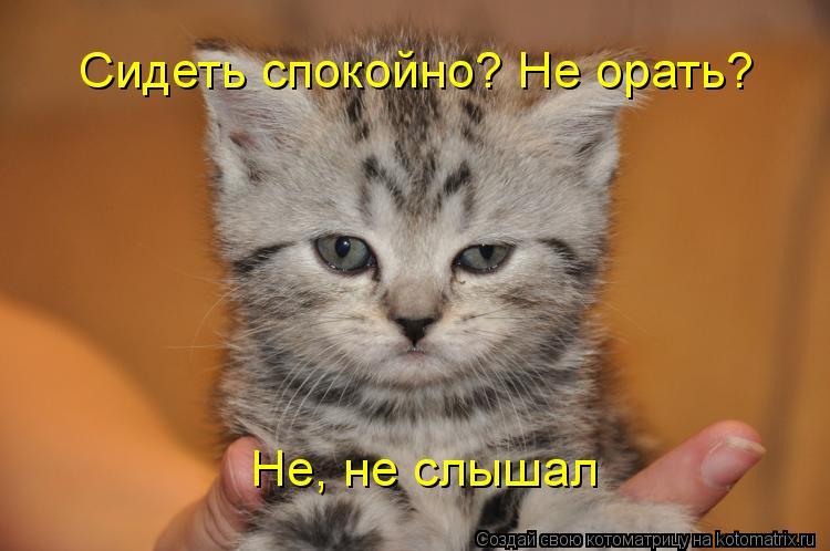 Котоматрица: Сидеть спокойно? Не орать? Не, не слышал
