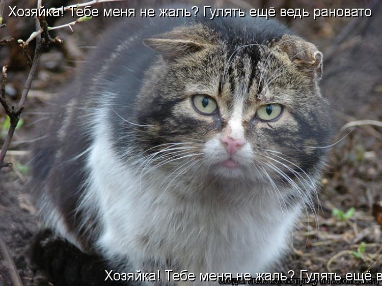 Котоматрица: Хозяйка! Тебе меня не жаль? Гулять ещё ведь рановато Хозяйка! Тебе меня не жаль? Гулять ещё ведь рановато Хозяйка! Тебе меня не жаль? Гулять е