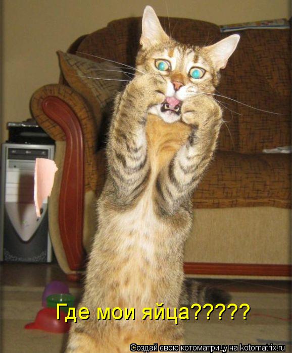 Котоматрица: Где мои яйца?????