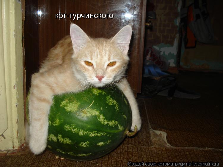 Котоматрица: кот-турчинского