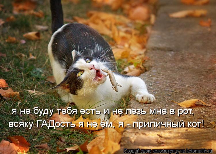 Котоматрица: я не буду тебя есть и не лезь мне в рот, всяку ГАДость я не ем, я - приличный кот!