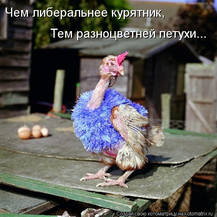 Котоматрица: Чем либеральнее курятник, Тем разноцветней петухи...
