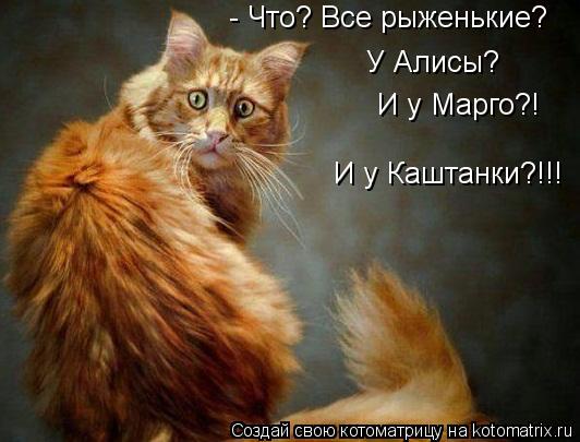 - Что? Все рыженькие? И у Марго?! И у Каштанки?!!! У Алисы?... Котоматрица: - Что? Все рыженькие? И у Марго?! И у Каштанки?!!! У Алисы?
