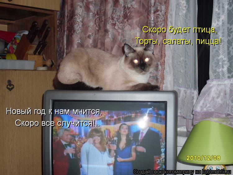 Котоматрица: Новый год к нам мчится, Скоро все случится!.. Скоро будет птица, Торты, салаты, пицца!