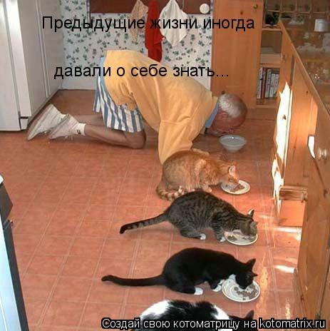 Предыдущие жизни иногда давали о себе знать...... Котоматрица: Предыдущие жизни иногда давали о себе знать...