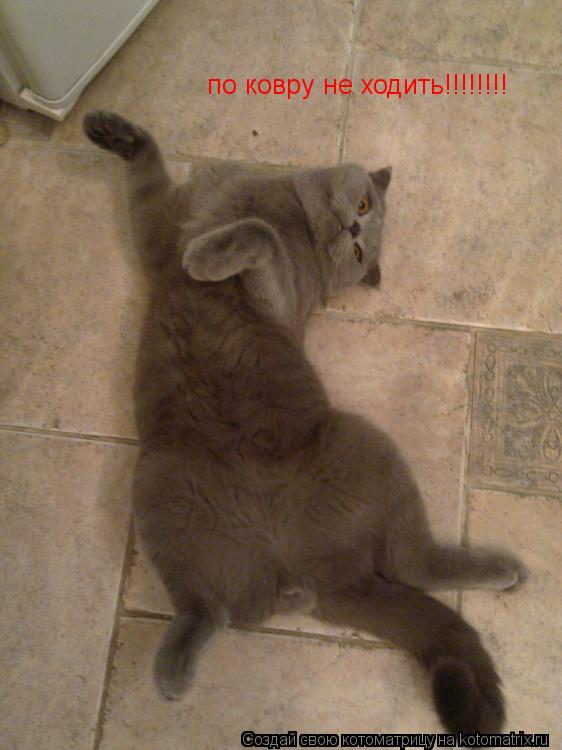 Котоматрица: по ковру не ходить!!!!!!!! по ковру не ходить!!!!!!!!
