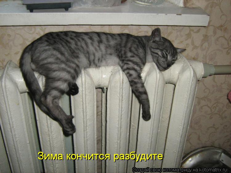 Котоматрица: Зима кончится разбудите