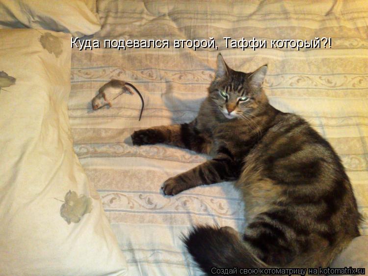 Котоматрица: Куда подевался второй, Таффи который?!