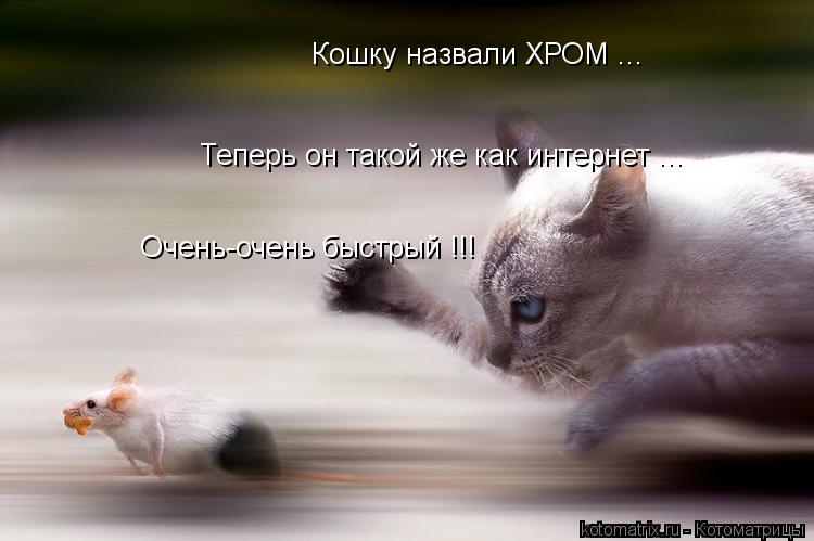 Котоматрица: Кошку назвали ХРОМ ... Теперь он такой же как интернет ... Очень-очень быстрый !!!