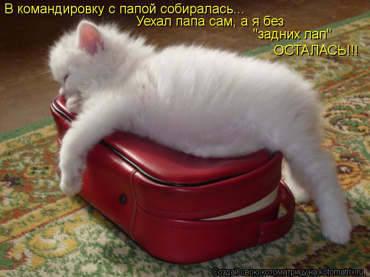 Котоматрица: В командировку с папой собиралась... Уехал папа сам, а я без "задних лап" ОСТАЛАСЬ!!!