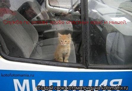 Котоматрица: Служба по отлову особо опастных крыс и мышей.