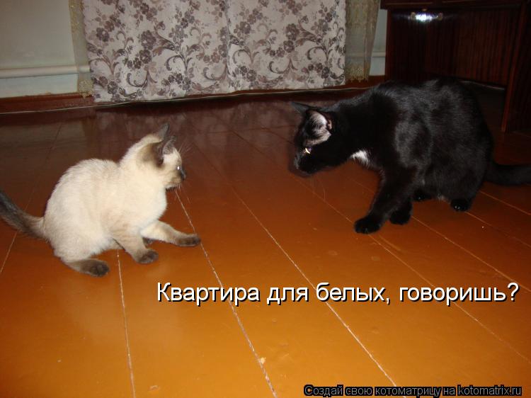 Котоматрица: Квартира для белых, говоришь?