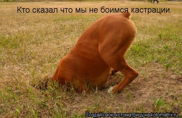 Котоматрица: Кто сказал что мы не боимся кастрации.